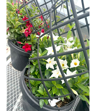 Livingstone Mandevilla Sorted Colors Deco Planter 15in [10]