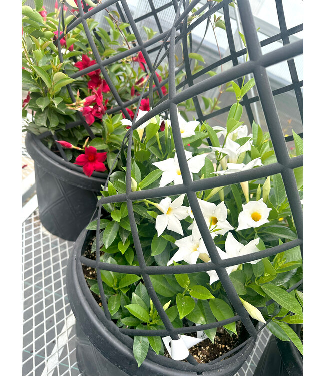 Mandevilla Sorted Colors Deco Planter 15in [10]