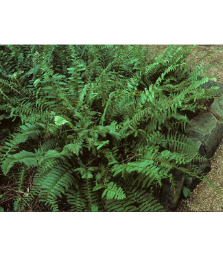 Livingstone Polystichum acrostichoides (Christmas Fern) 1gal [2]
