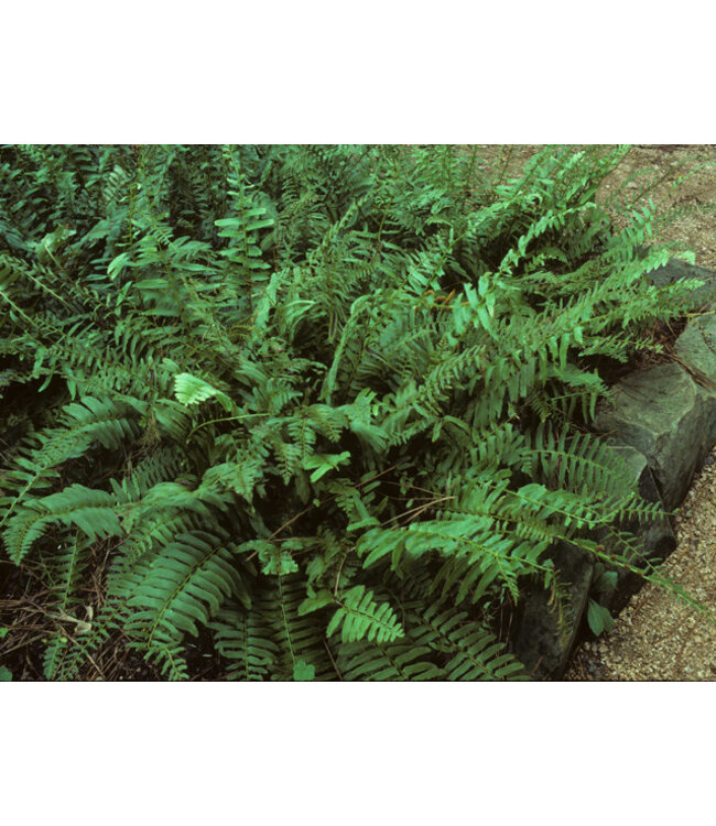 Polystichum acrostichoides (Christmas Fern) 1gal [2]