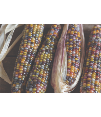 Livingstone Ornamental Corn Glass Gem #5 [10]