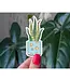 Snake Plant Vinyl Sticker