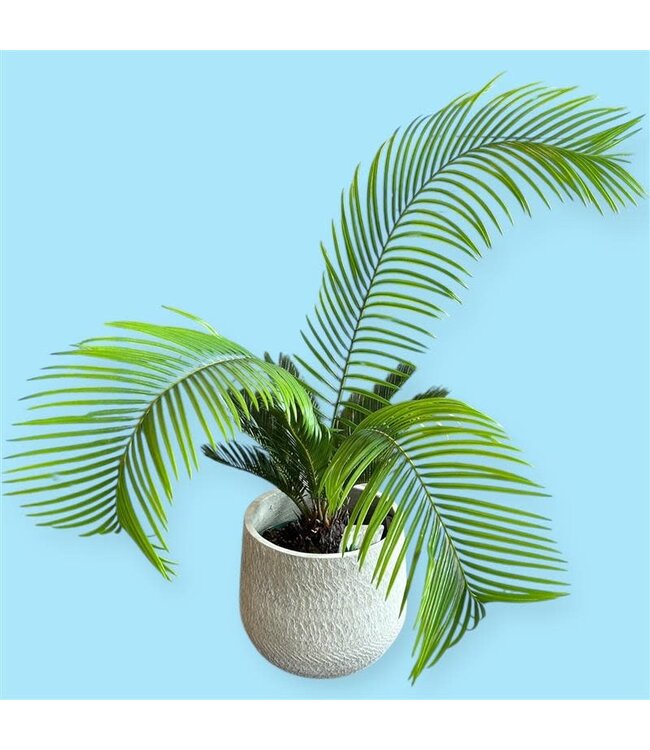 PALM-SAGO [11]