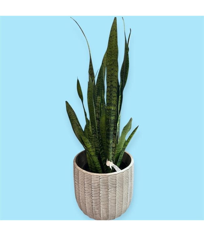 SNAKE PLANT-GREEN 3Gal [11]