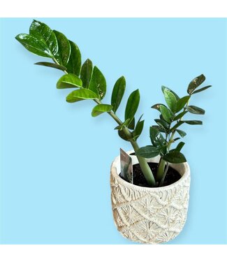 Livingstone Zamioculcas Green 6" [11]