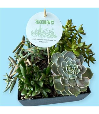 Succulent Planter Mixed 20cm [6]