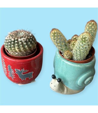 Livingstone Assorted Cacti 2.25" [11]