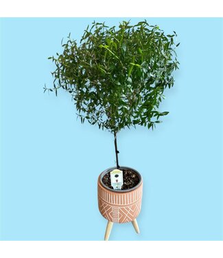 Livingstone MYRTLE-DWARF-TOPIARY [11]