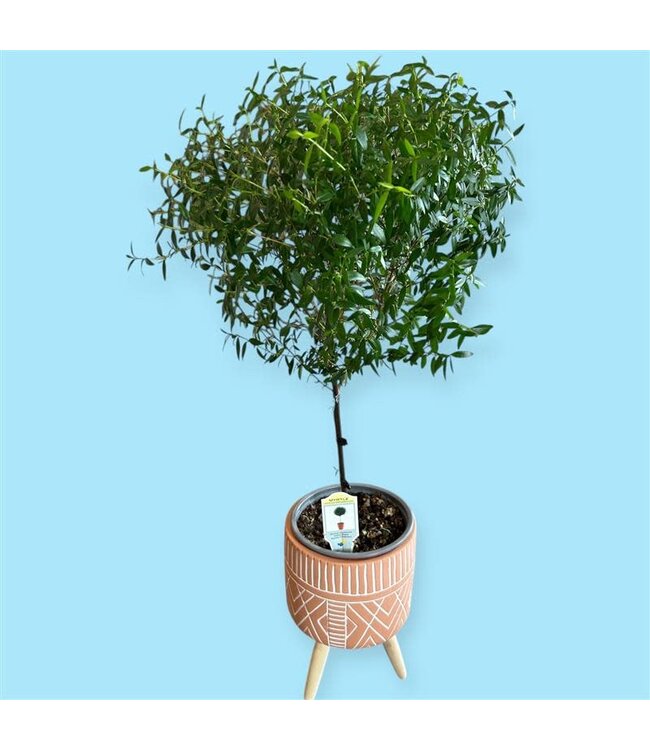 MYRTLE-DWARF-TOPIARY [11]