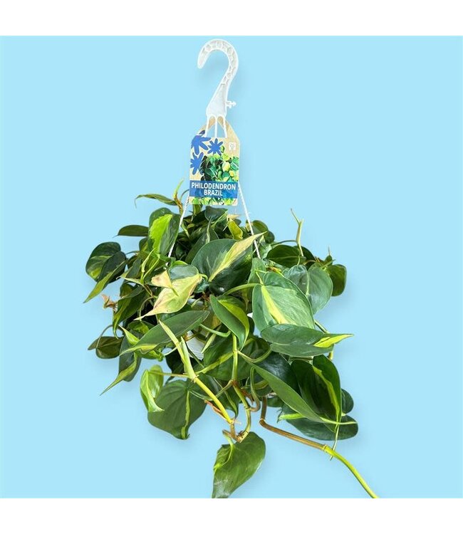 PHILO-BRAZIL 8" Hanging Basket [11]