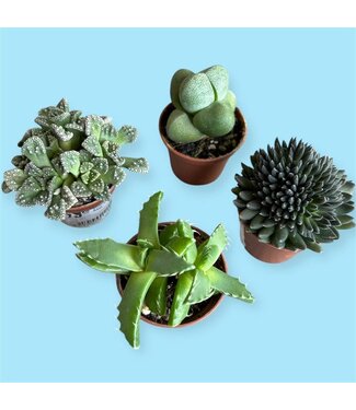 Livingstone MIMICRY COLLECTION Asst. 2"
