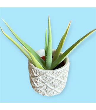 Livingstone Medicinal Aloe 6"