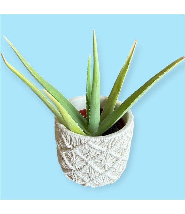 Medicinal Aloe 6"