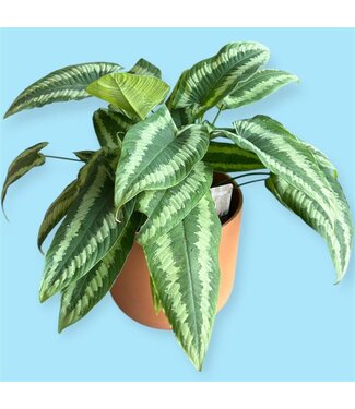 Livingstone SCHISMATOGLOTTIS [11]