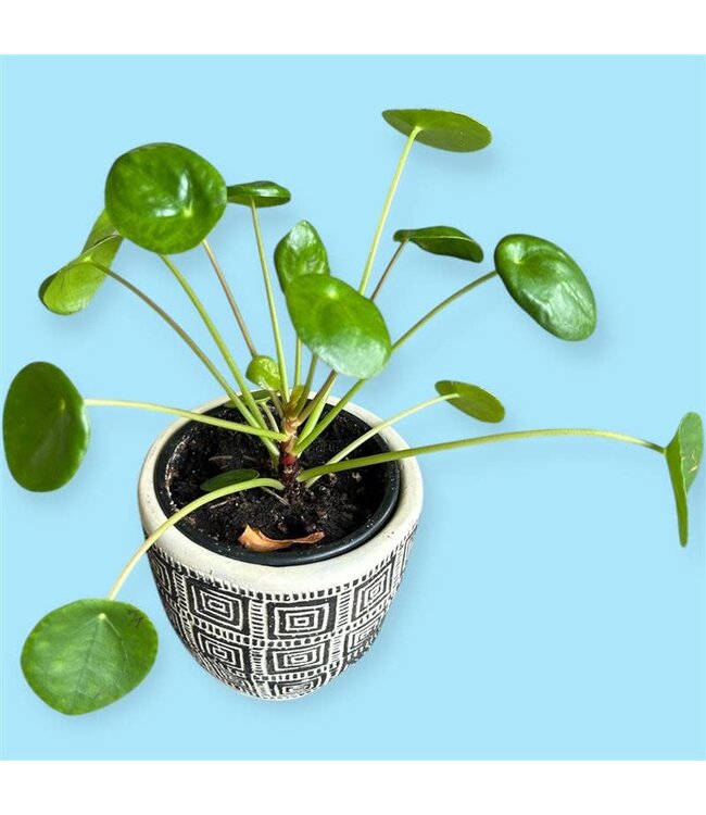 PILEA PEPEROMIOIDES [11]