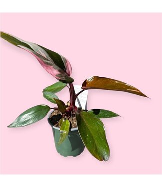 Livingstone PHILO-PINK PRINCESS 4" [11]