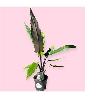 Livingstone ALOCASIA PURPLE SWORD 6" [11]