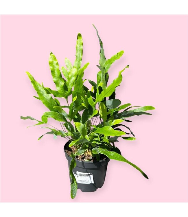 BLUE STAR FERN 6" [11]