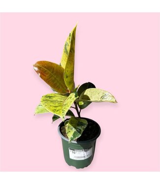Livingstone FICUS-SHIVEREANA 4" [11]
