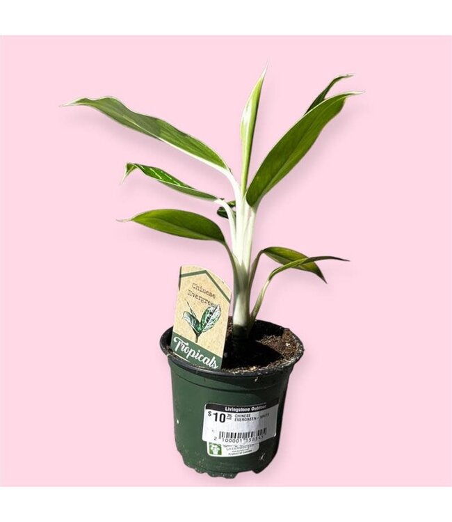 CHINESE EVERGREEN-WHITE