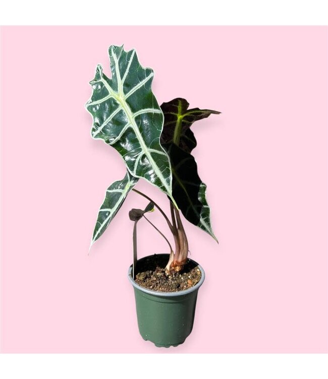 AFRICAN MASK 4" [11]