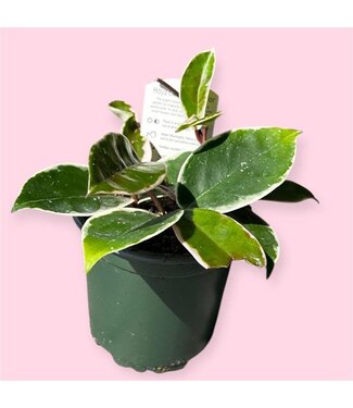 Livingstone HOYA-KRIMSON QUEEN 4" [11]