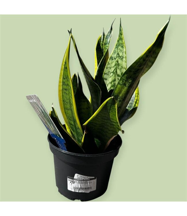 SNAKE PLANT VARIEGATED 6" [11]