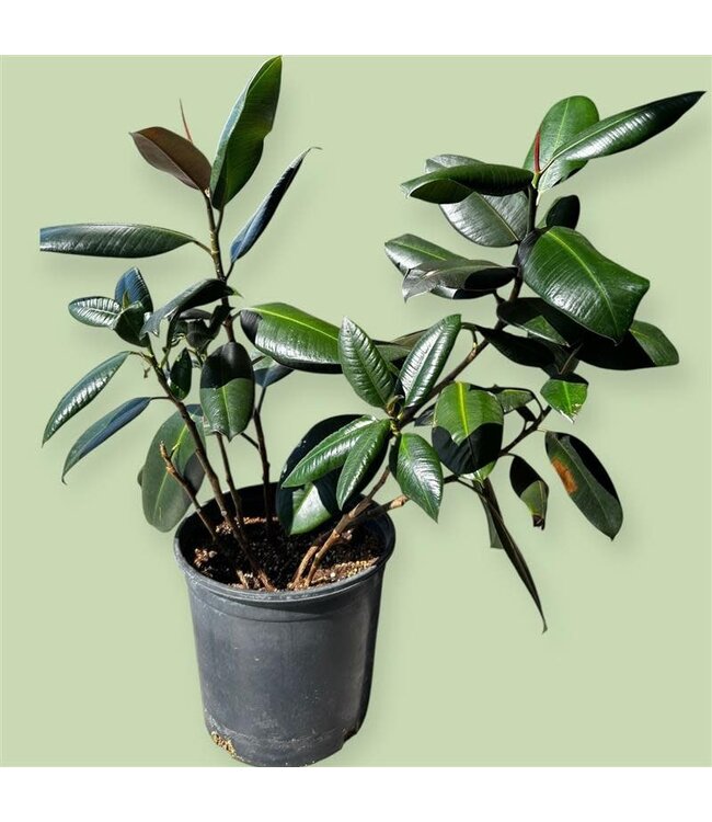 Burgundy Rubber Tree 12in Planter