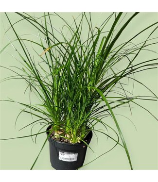 Livingstone Pony Tail Palm 6" [11]