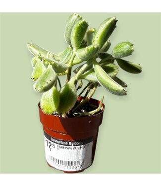 Livingstone BEAR PAW VARIEGATED 3"