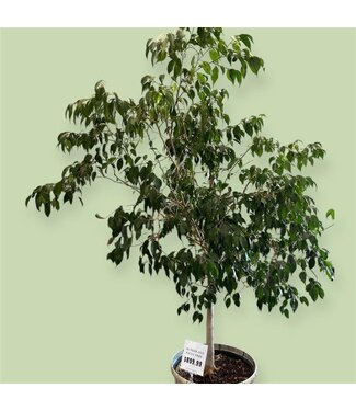 Livingstone 50 year old Ficus Tree w/ planter