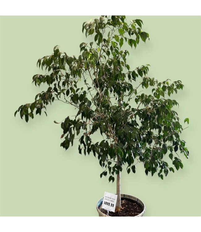 50 year old Ficus Tree w/ planter
