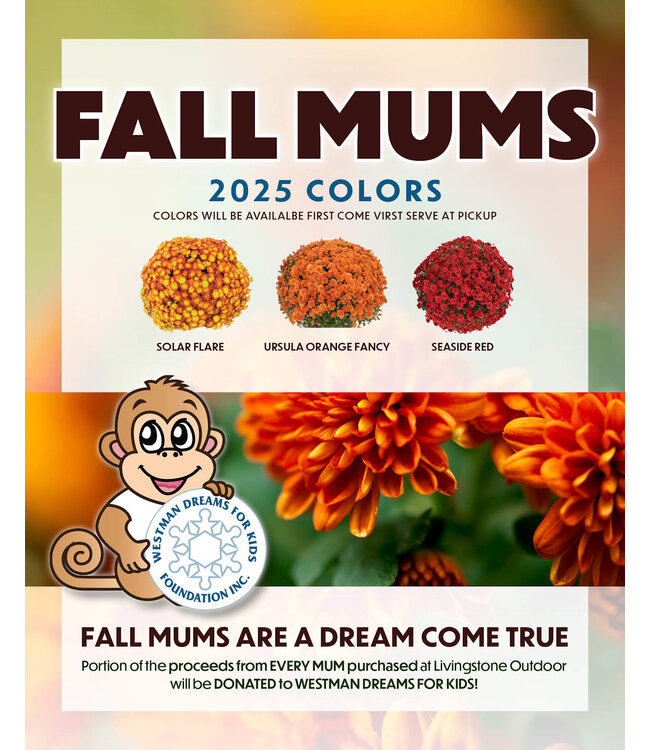 Fall Mums Fundraiser for Westman Dreams for Kids