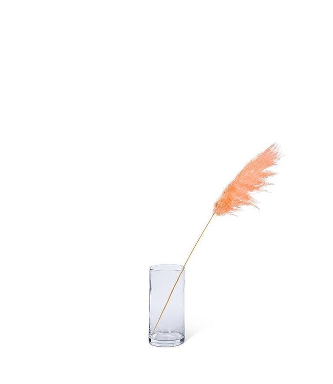 Medium Pampas Grass - Pink