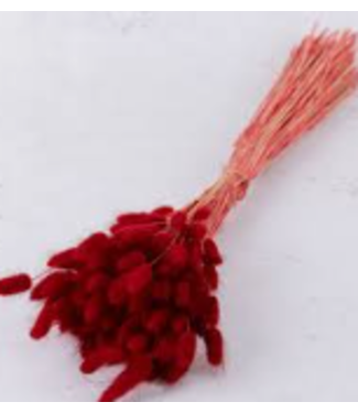 Livingstone Lagurus Ovatus Red