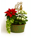 Livingstone (D) Festive Blend Planter (Indoor)