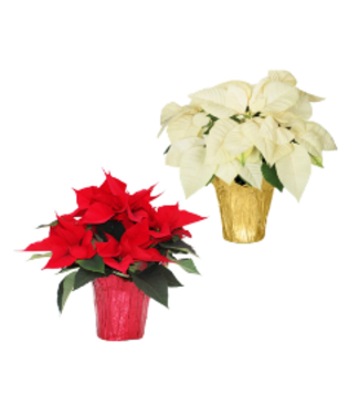 (E) Poinsettia