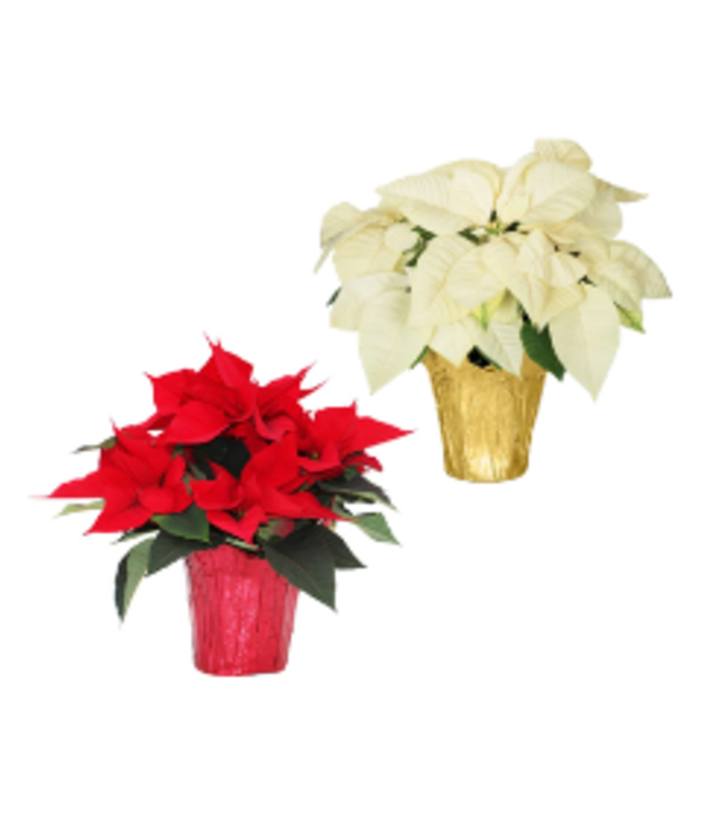 2025 Christmas Fundraiser Poinsettia - 6 inch