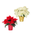 (E) Poinsettia
