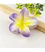 Colorful Plumeria Hair Clip