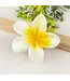 Colorful Plumeria Hair Clip