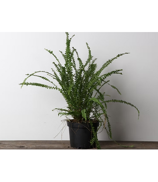 Livingstone Button Fern - Lemon 6in [11]