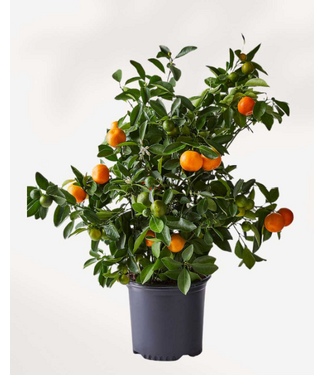 Livingstone Calamondin 8in [11]