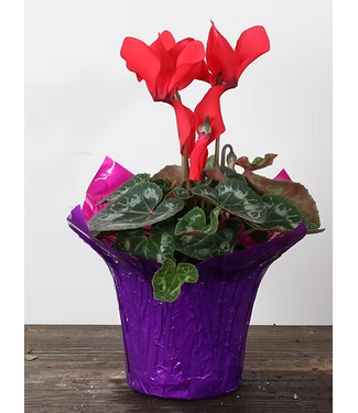 Livingstone Cyclamen Red - Bicolour 4in [11]