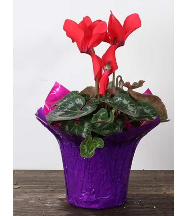 Cyclamen Red - Bicolour 4in [11]