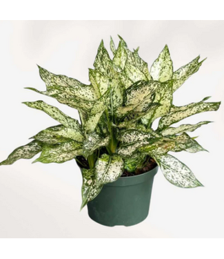 Livingstone Chinese Evergreen-White Snow 4in [11]