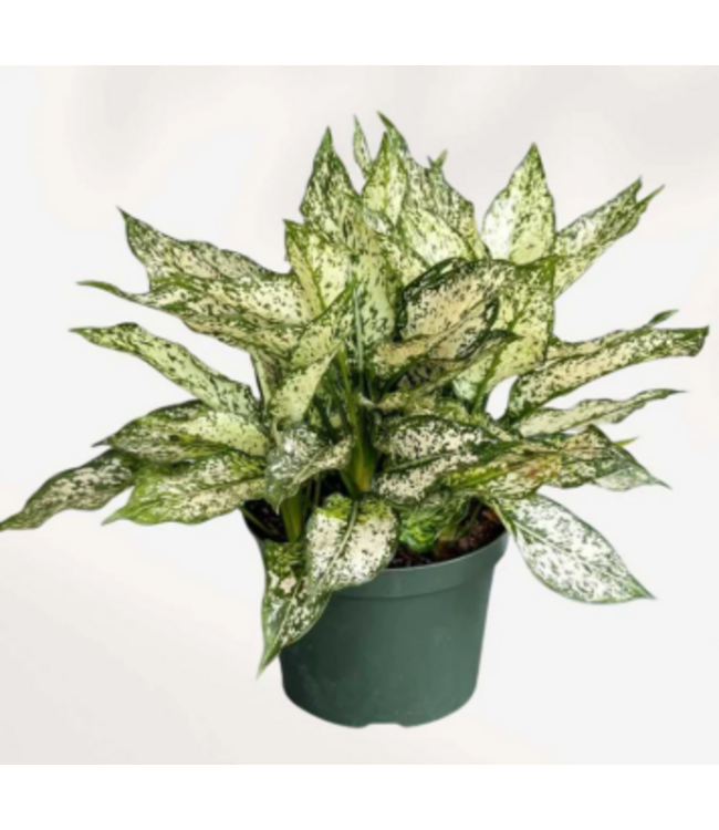 Chinese Evergreen-White Snow 4in [11]