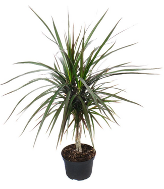 Livingstone Dracaena-Dragon Tree/Natural 8in [11]