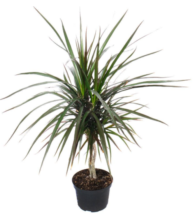 Dracaena-Dragon Tree/Natural 8in [11]