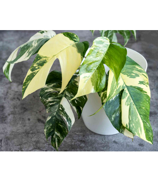 Livingstone Epipremiun Albo  Hanging Basket 6in [11]